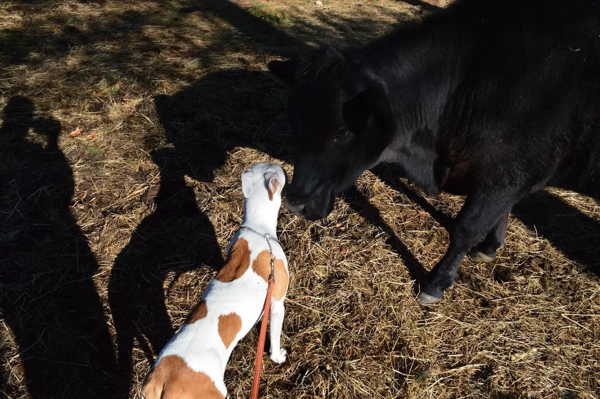 Dog Anxiety: Calm Starts With Structure