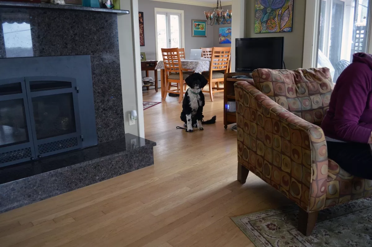 How to Teach Dog Doorway Manners