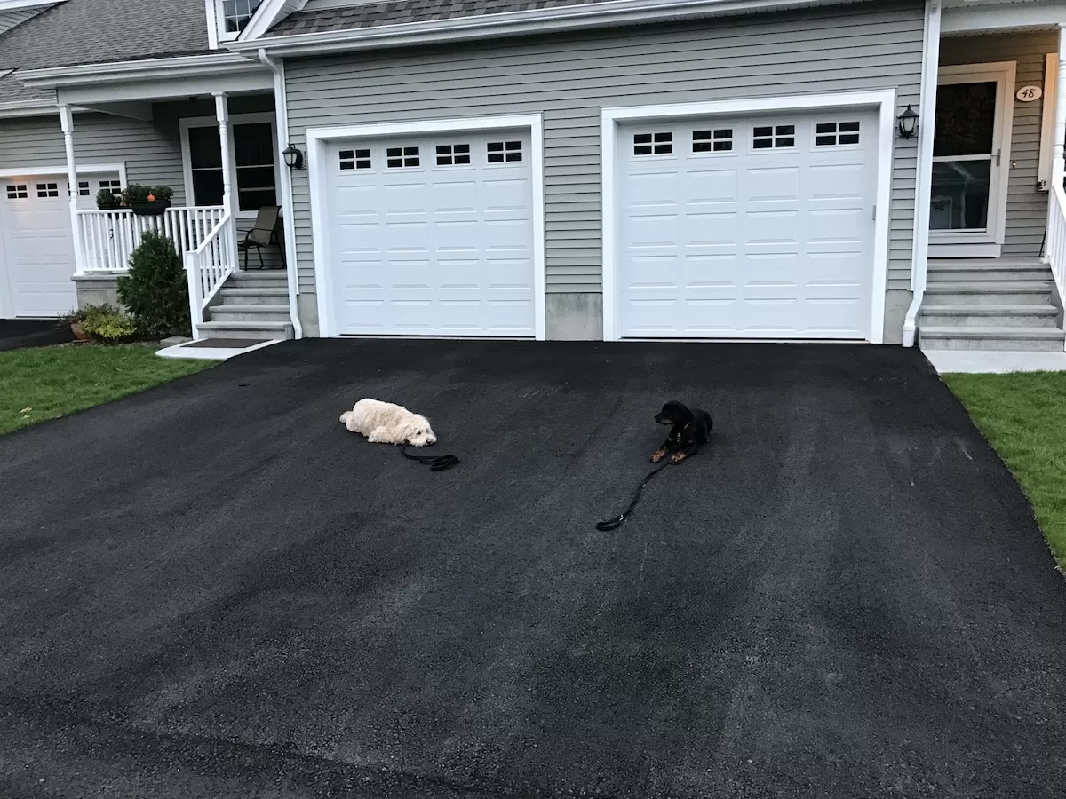 Establish Puppy Household Boundaries