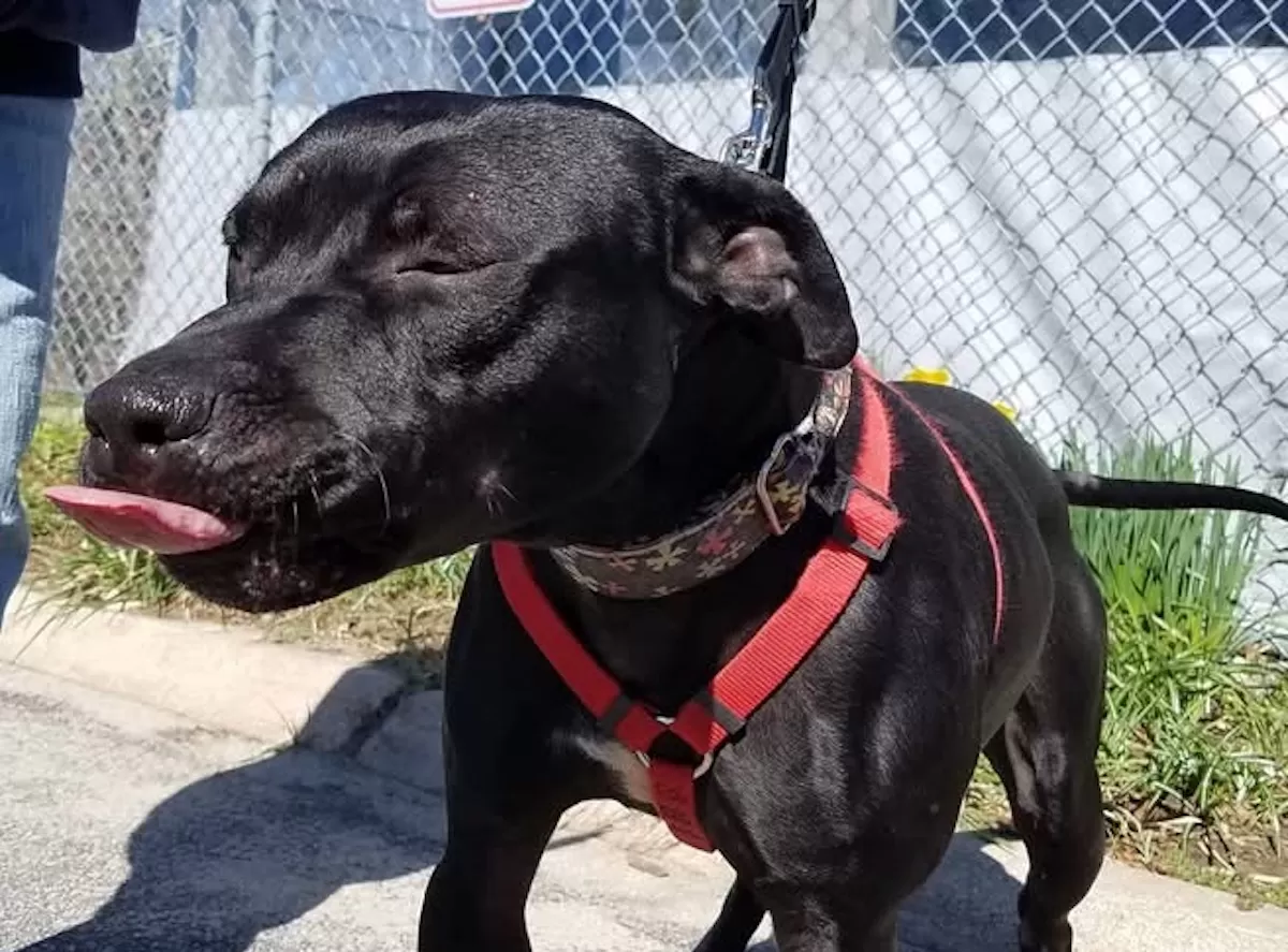 Fearful Dog Rehabilitation
