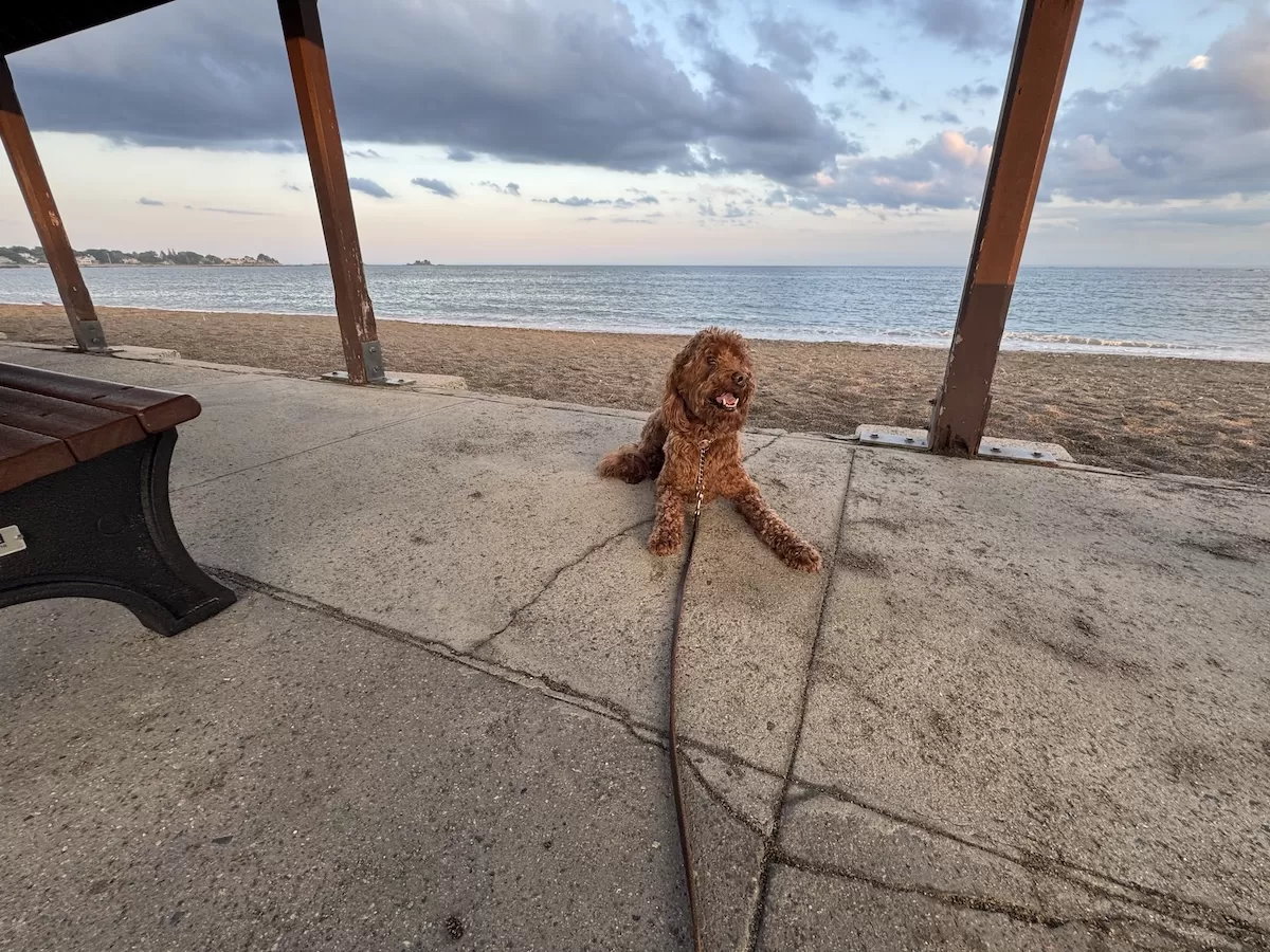 Why Dogs Ignore Commands and How to Fix It