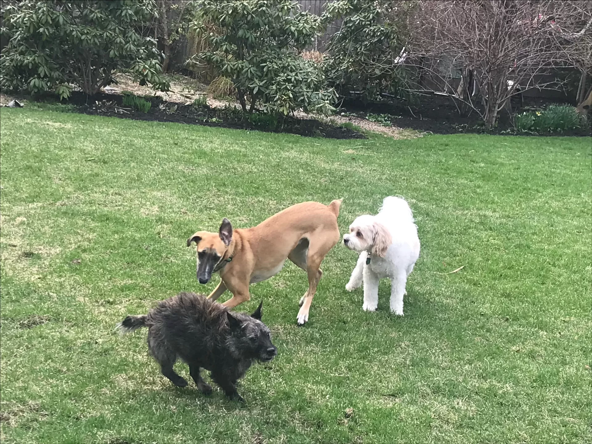 How to Build Dog Confidence Outdoors Safely