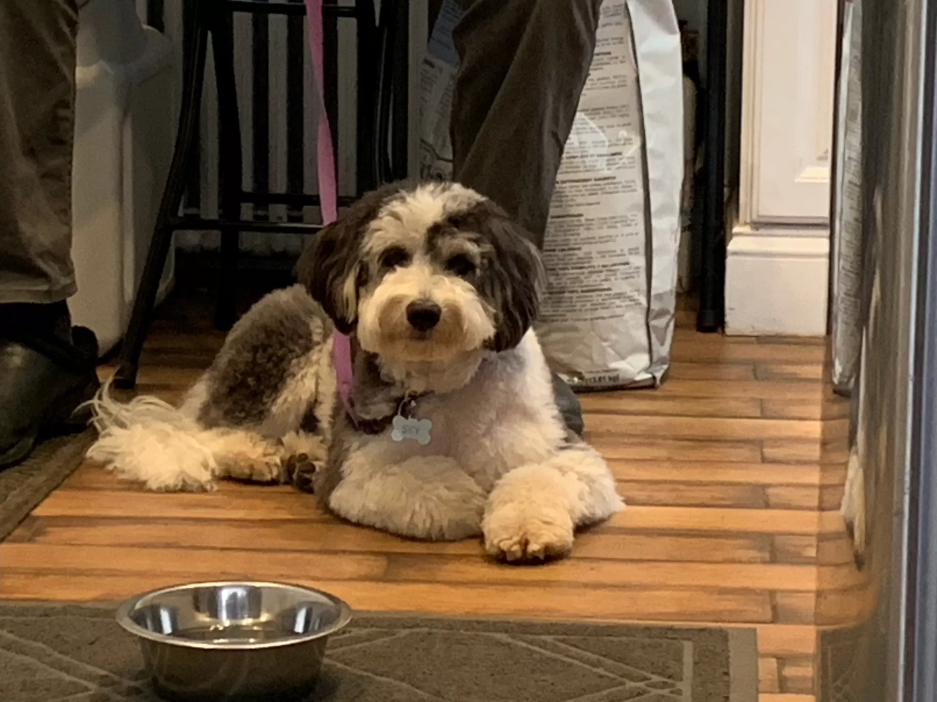 Puppy Manners For a Calm Family Dog