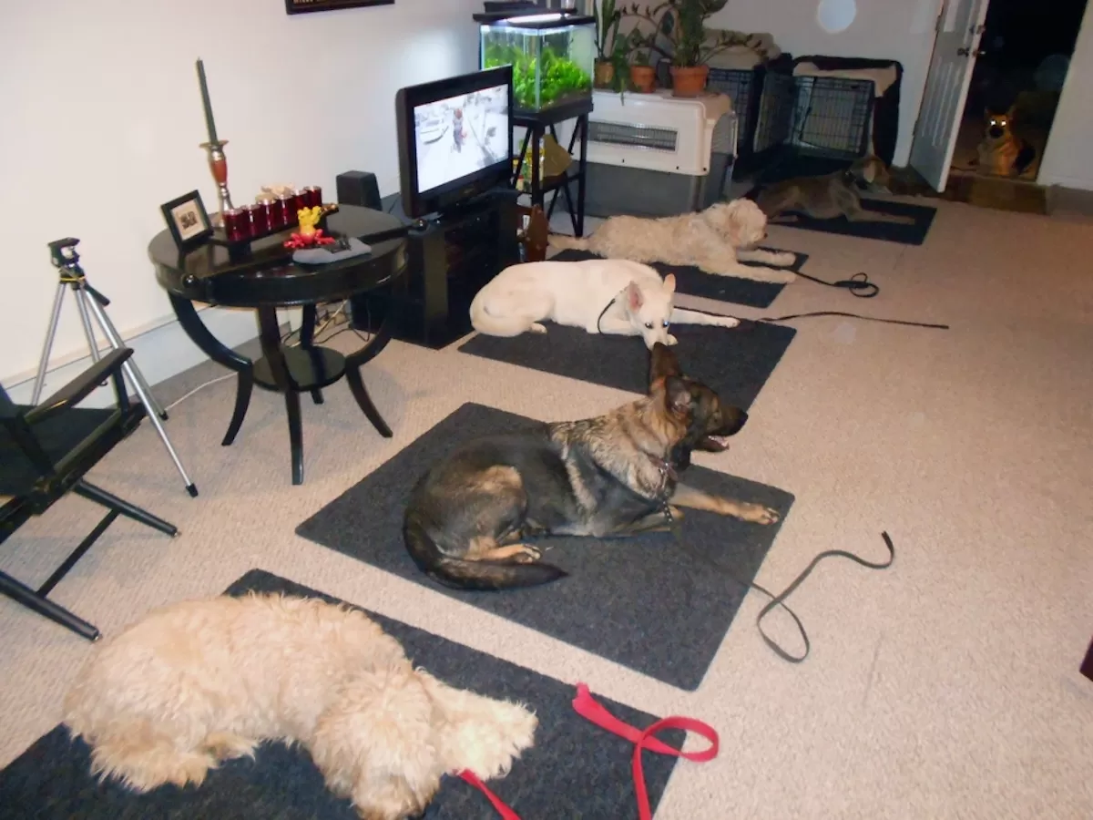 Dog Training Methods for Lasting Obedience