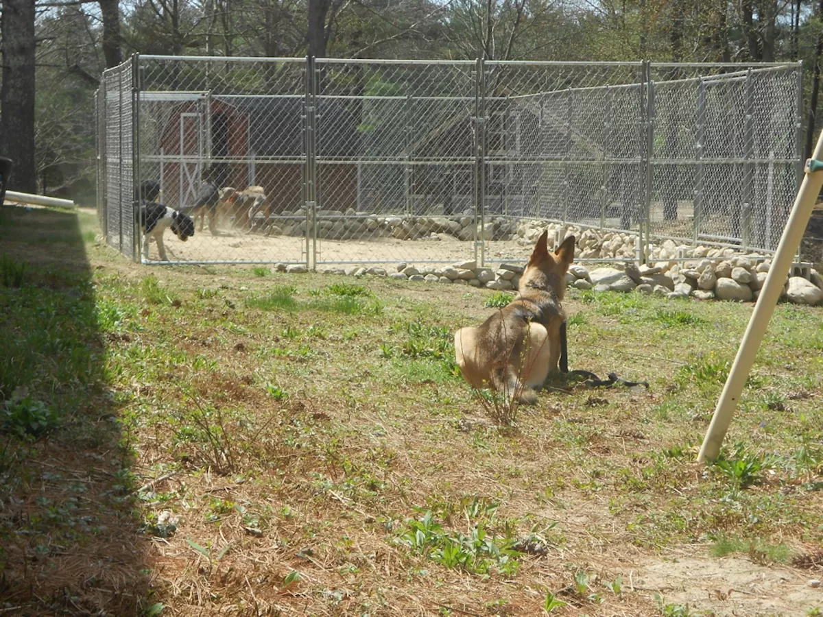 Dog Reactivity Management