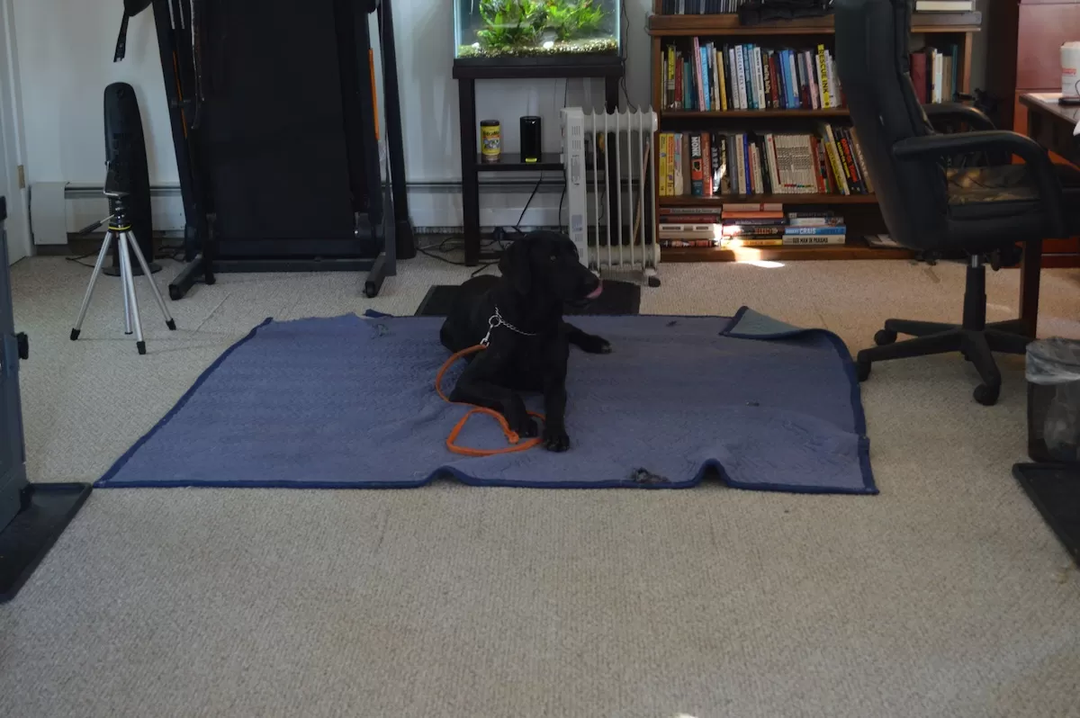 Canine Stress Signals