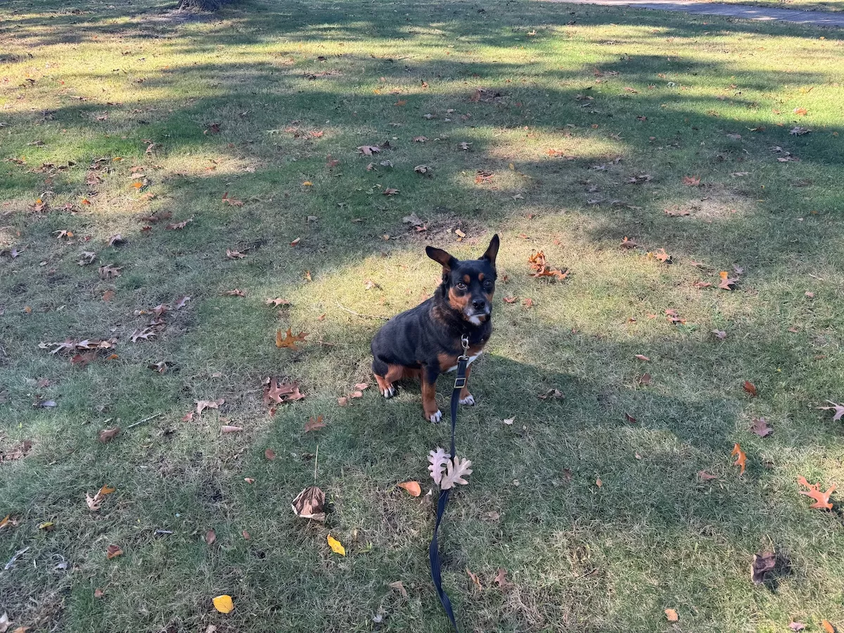 Rescue Dog Training That Builds a Calm Home