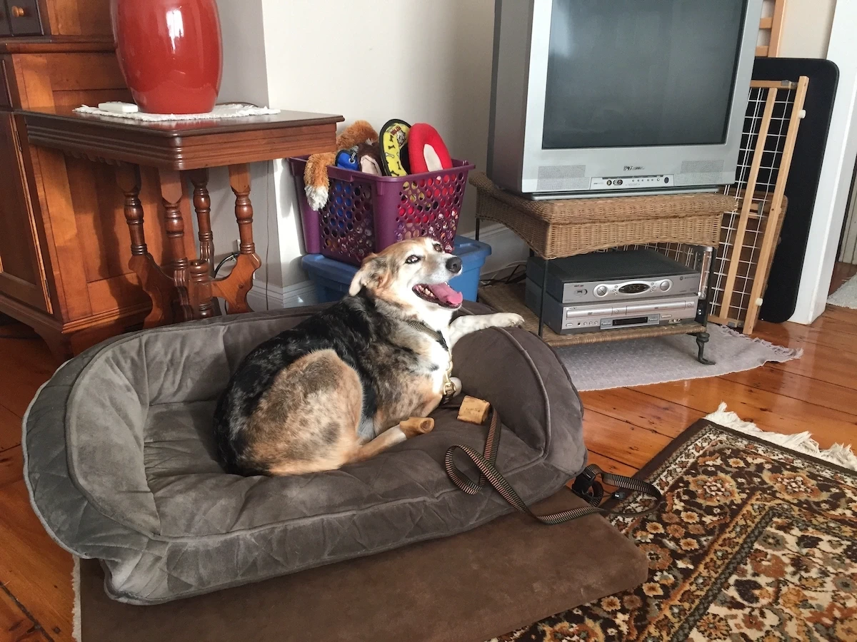 Adult Dog Obedience