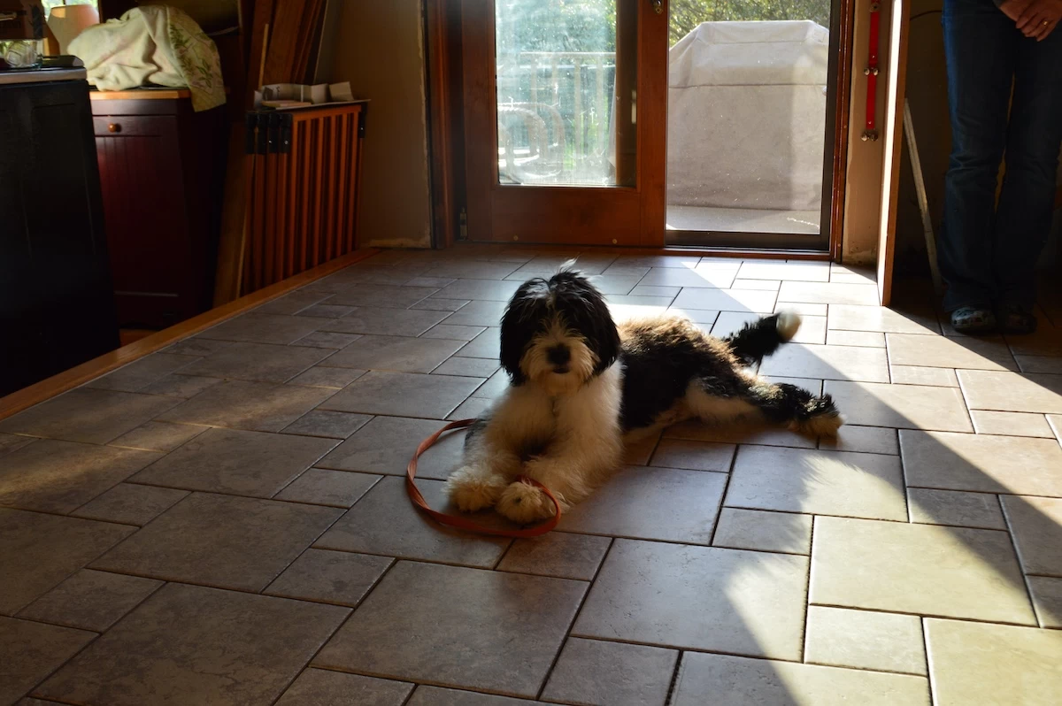 Dog Obedience That Works Beyond the Treat Bag