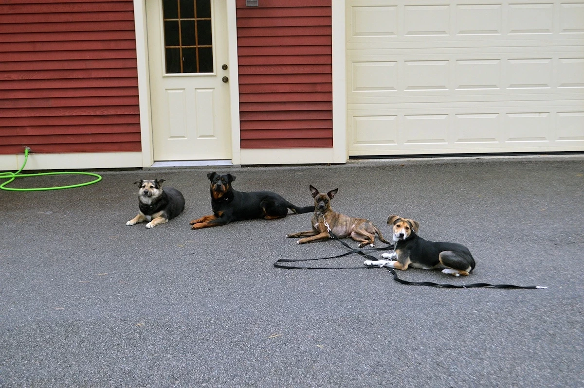 Is a Board and Train Dog Program Right for You?