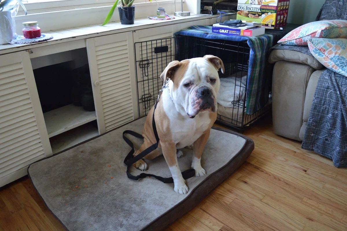 Dog Jumping Training at Home
