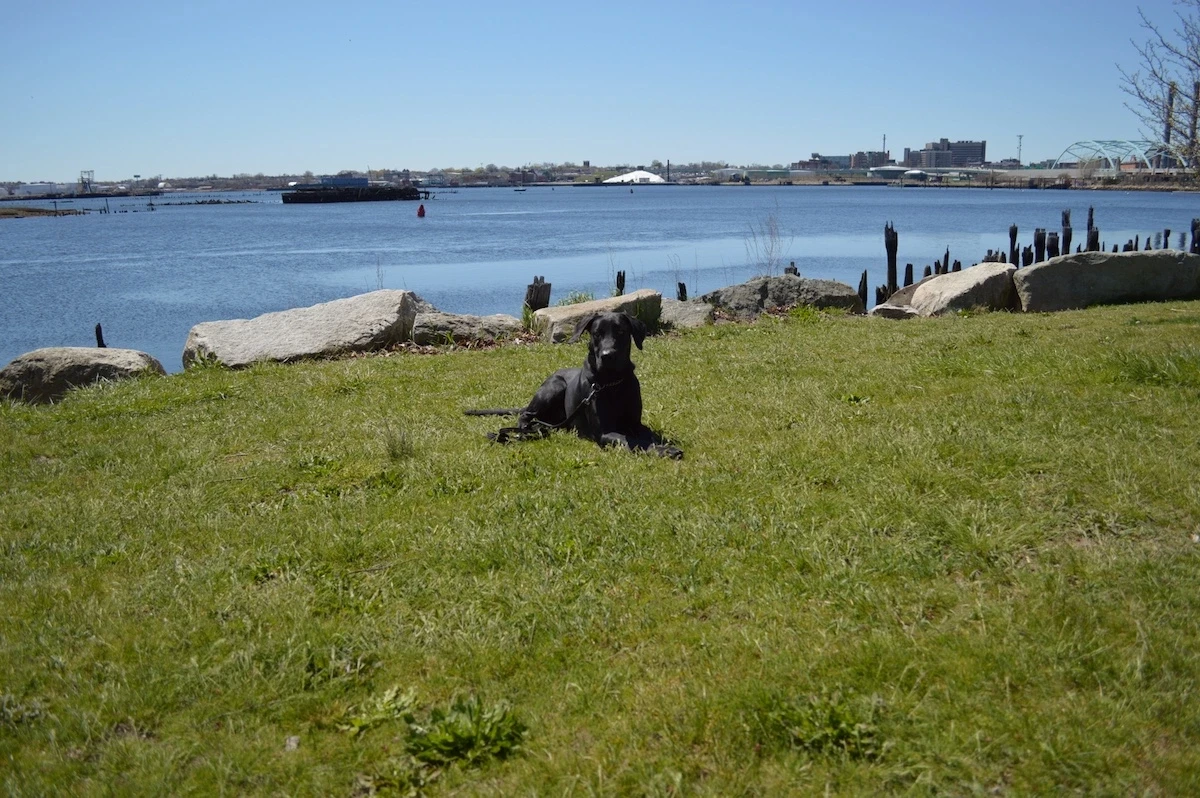 How to Train Off Leash for Real-World Freedom