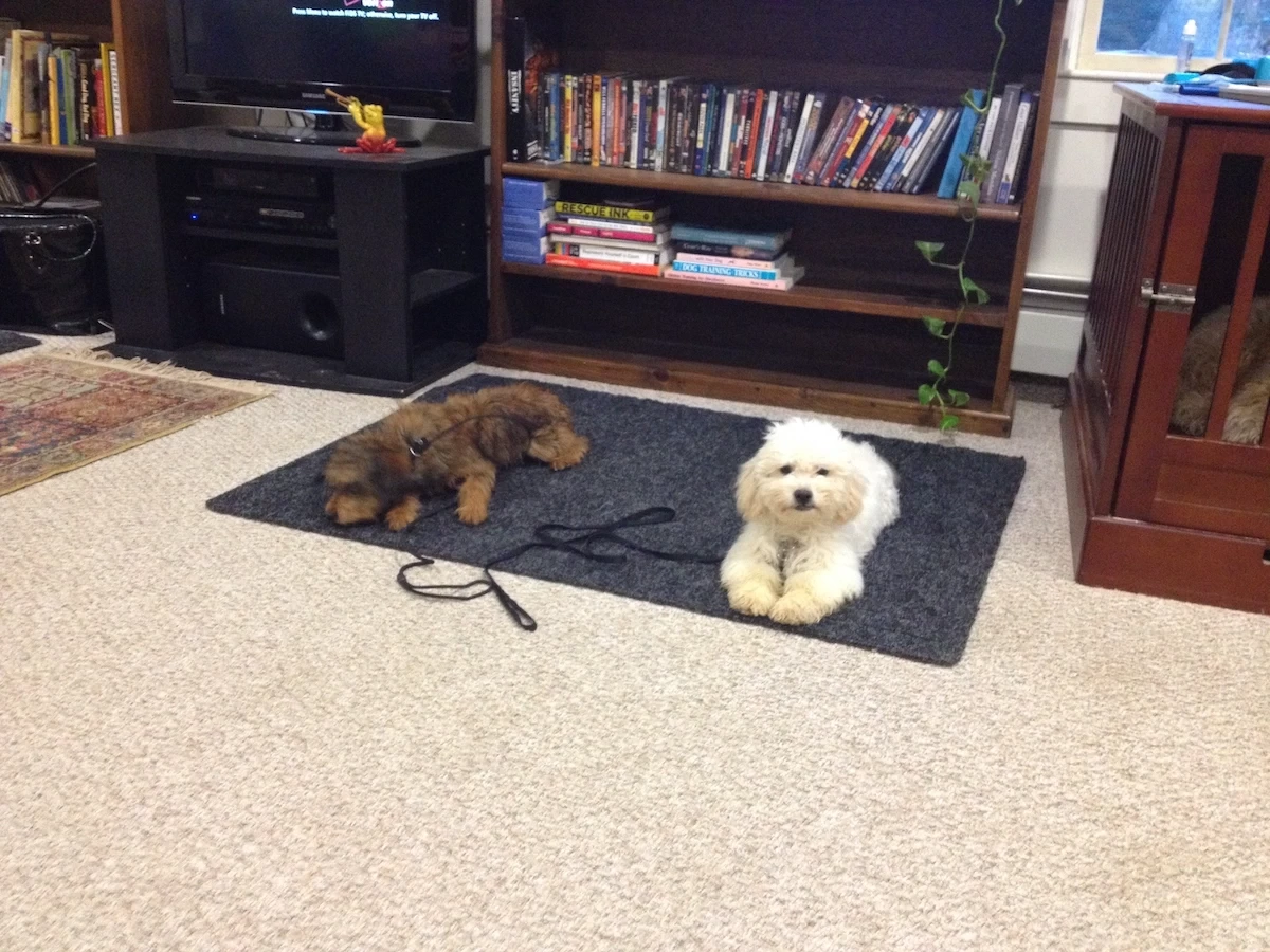 Puppy Socialization Training for Calm, Confident Dogs