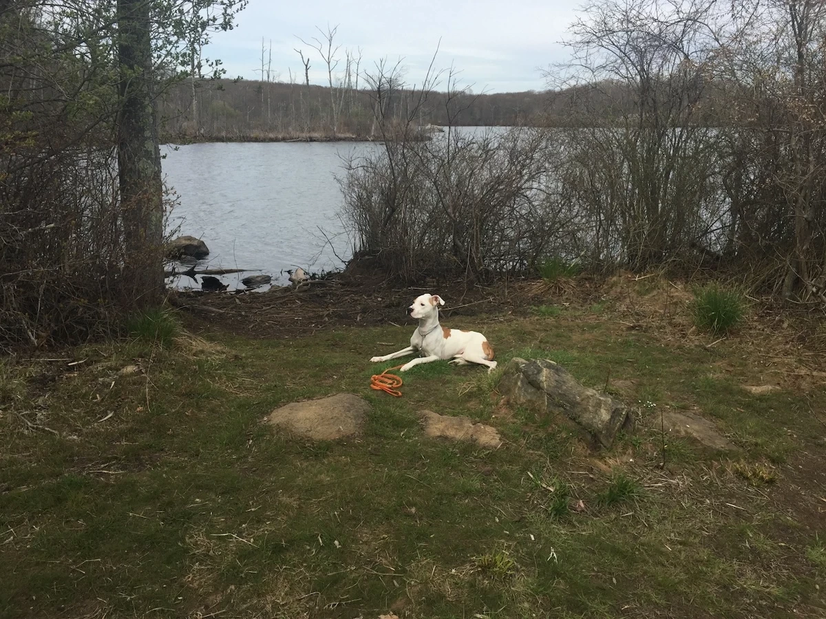 How to Help Separation Anxiety in Your Dog