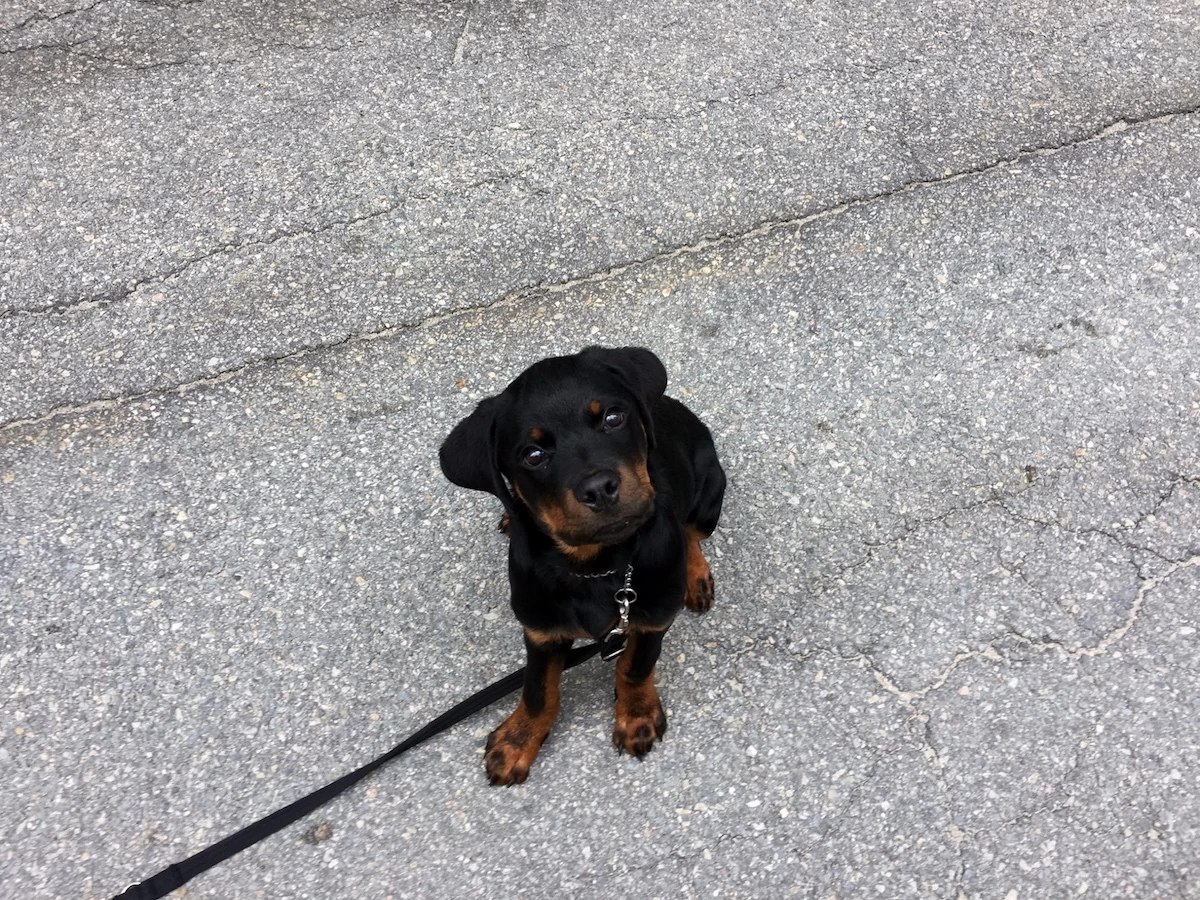 Puppy Training for a Calm Family Dog