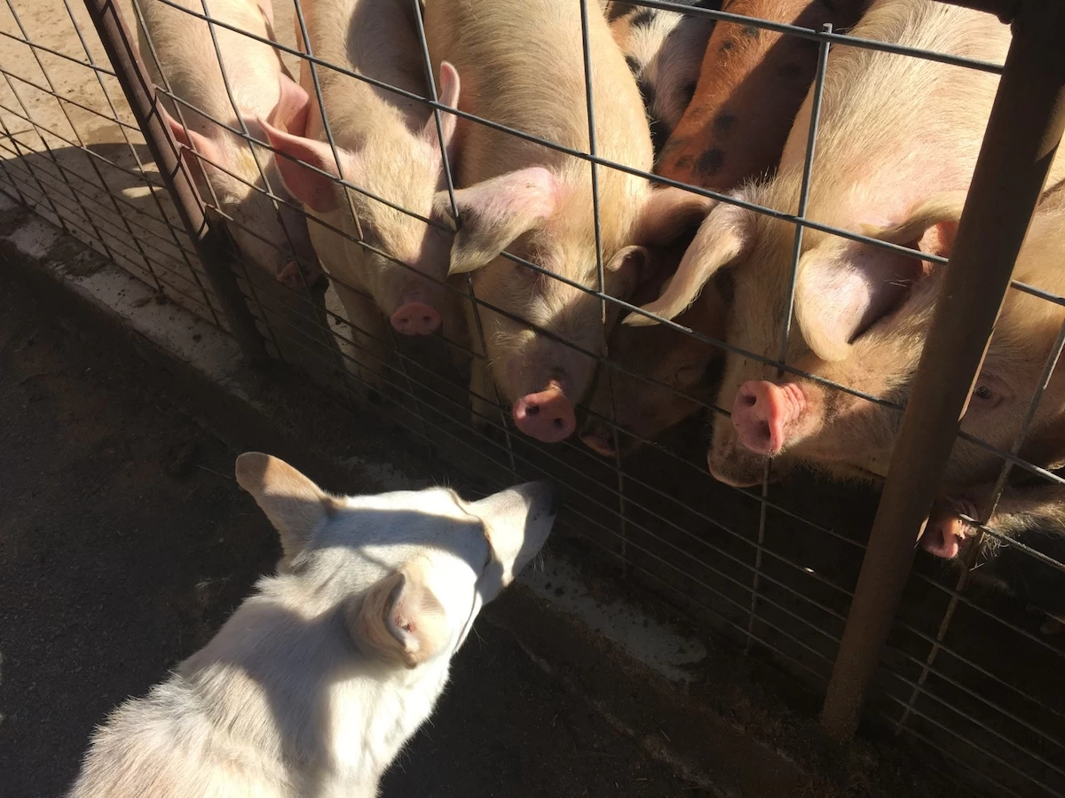 Dog Impulse Control for Calm, Reliable Obedience