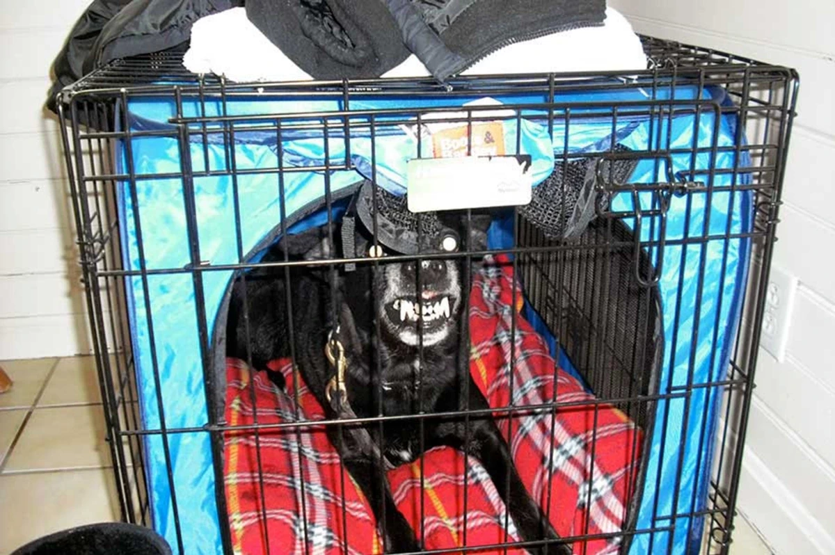Aggressive Dog Training at Home That Works