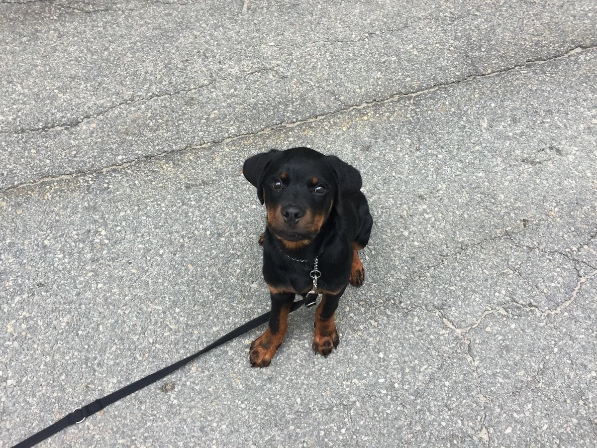 How to Housebreak a Puppy