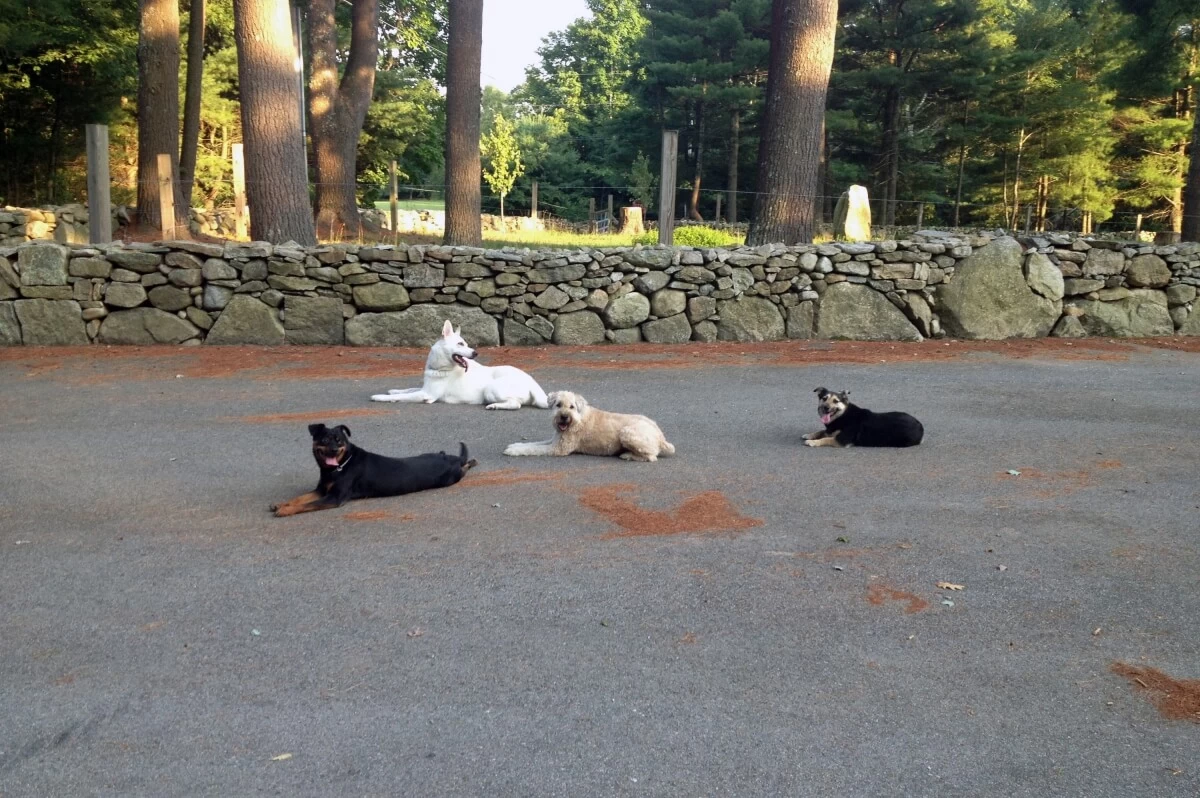 Your Dog’s Pack Leader