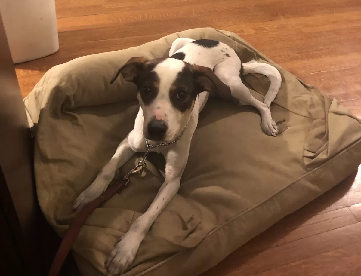 Dog Place Command Training for a Calmer Home