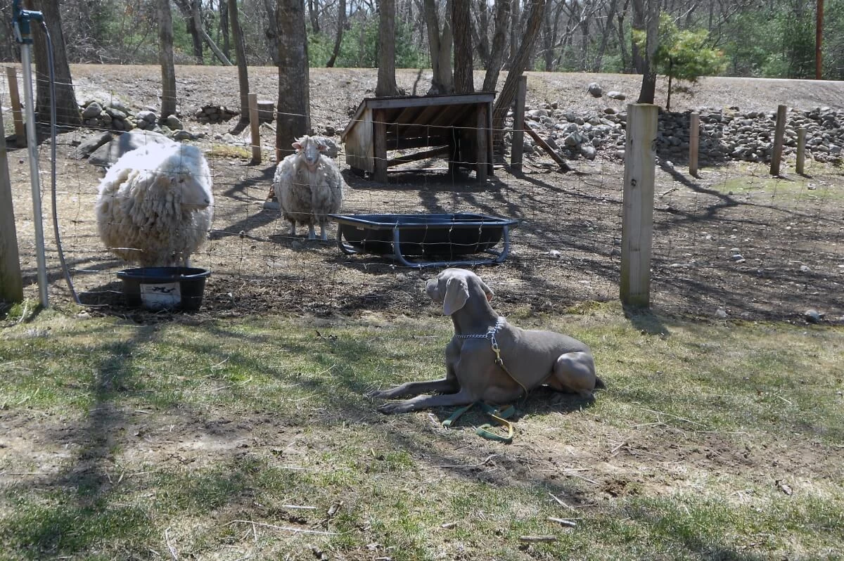 Training vs. Counter-Conditioning