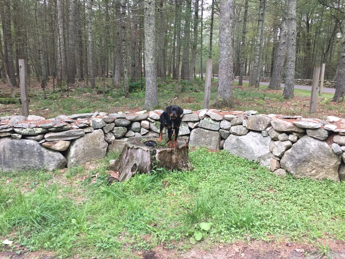 Dog Training Without Treats
