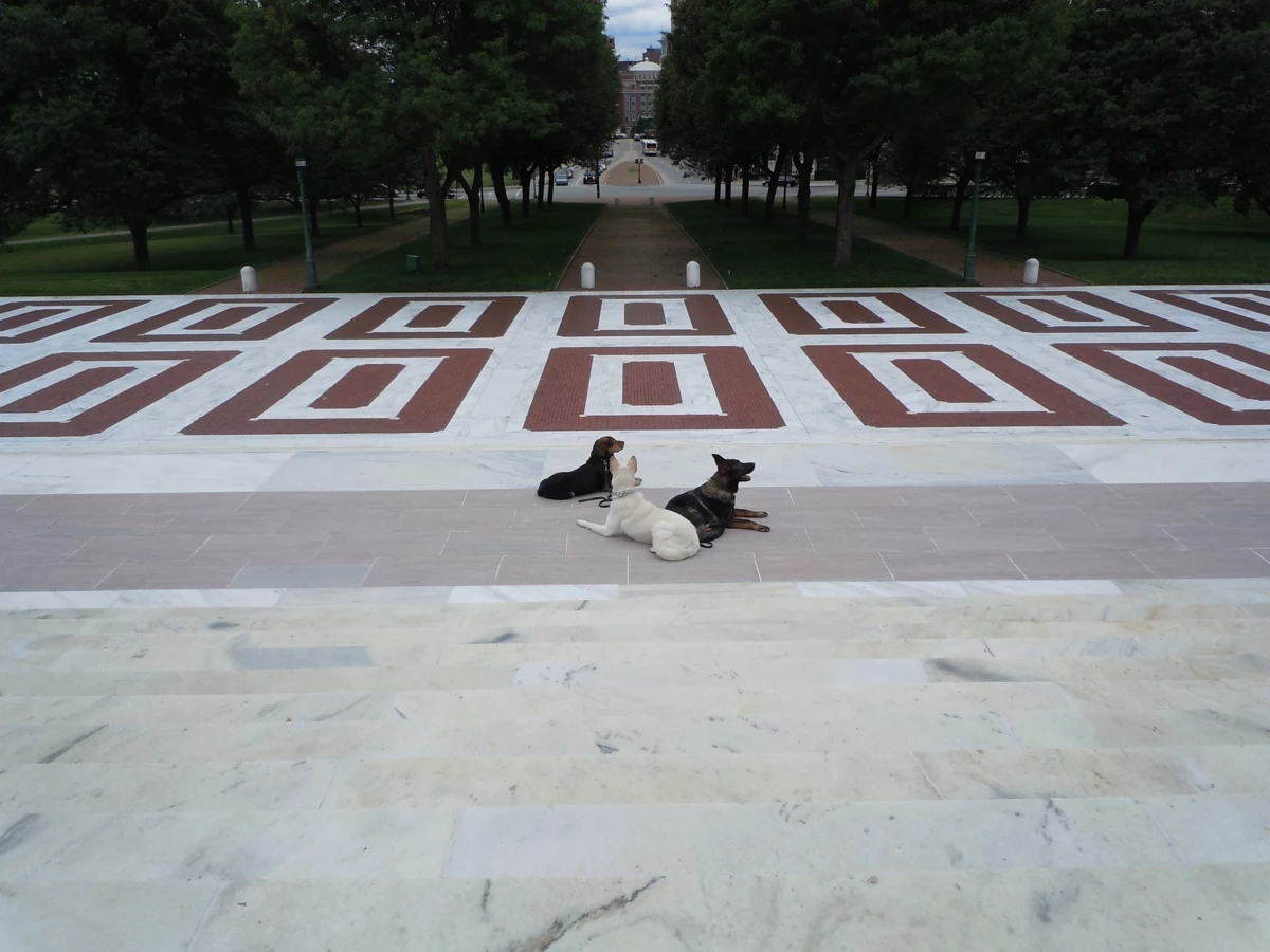 Three dogs holding a down-stay on the steps of the state capitol in Providence, Rhode Island