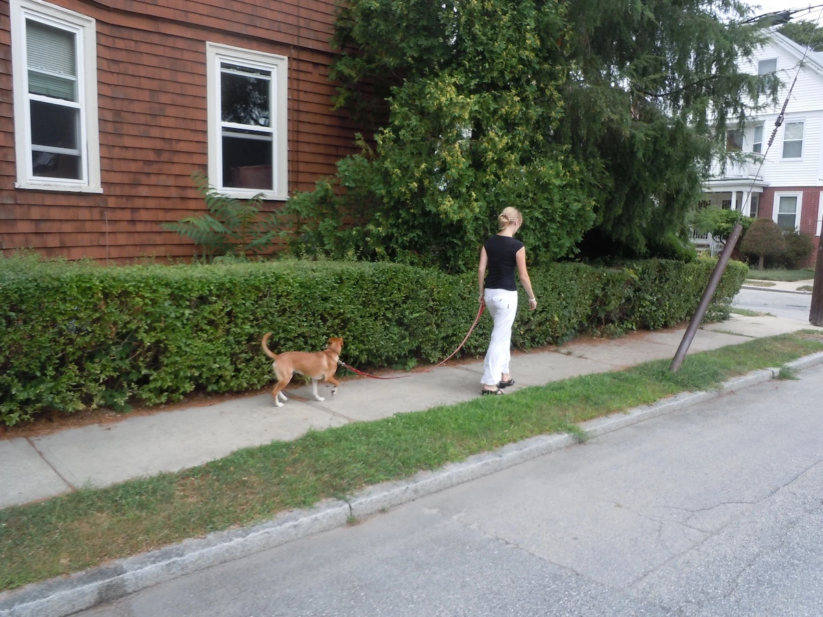 Dog following owner during in-home dog training sesion in New York