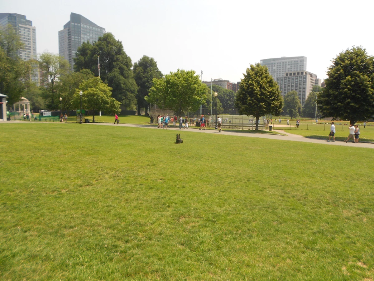 Shawn Hines in-home dog training a dog in New York