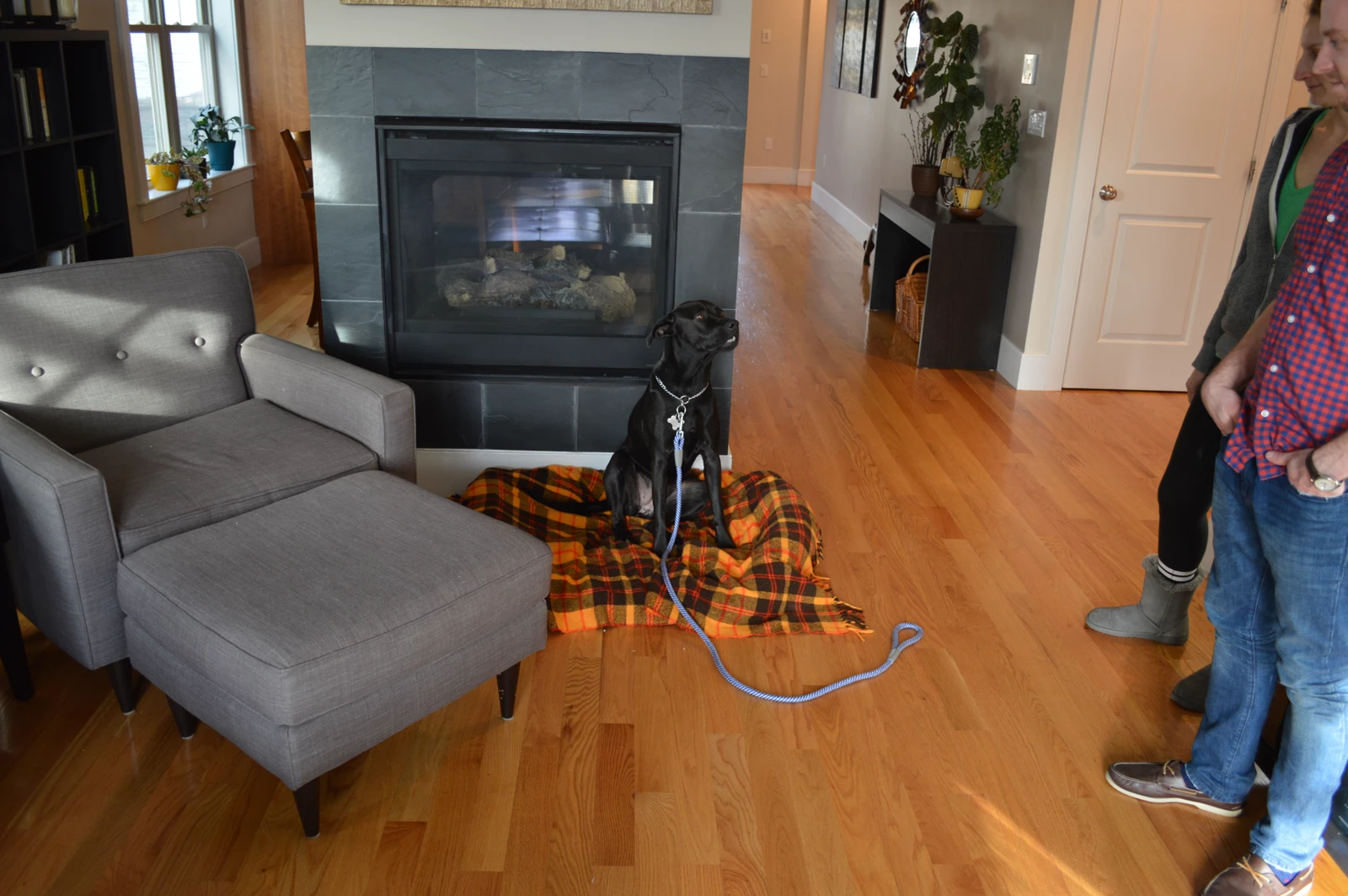 Shawn Hines in-home dog training a dog in New Hampshire