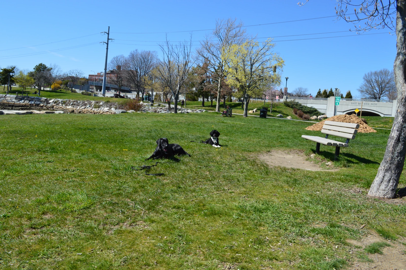 Great Dane and Portugese Water dog in a downstay in a park during an in-home training session in Providence, Rhode Island