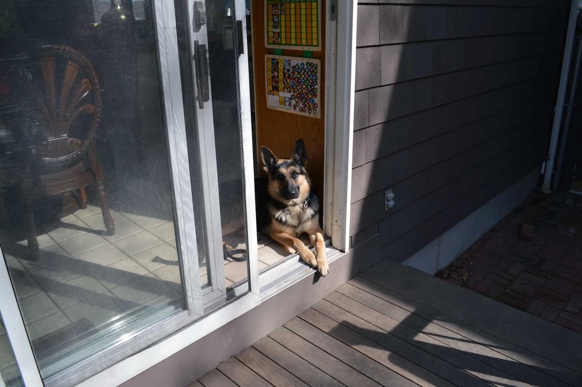German Shepherd guarding a doorway during an in home dog training aggressive dog session in Massachusetts