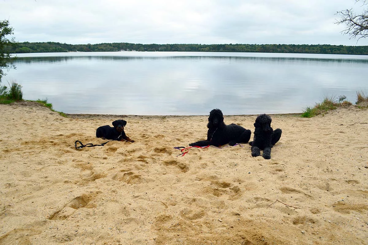 Three poodles playing on the beach during a board and train outing with Best Buddy Dog Training in Rhode Island