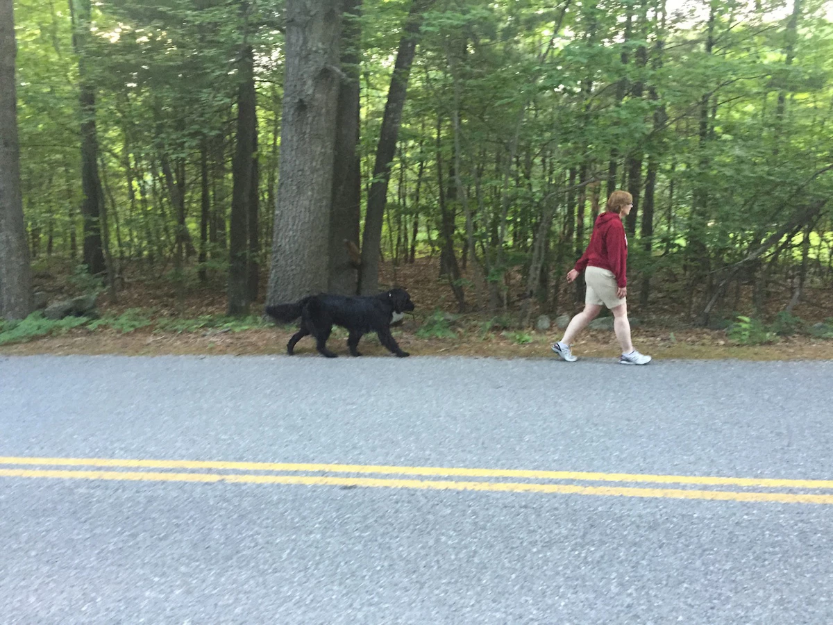 A dog following on command during an in home dog training session in Massachusetts