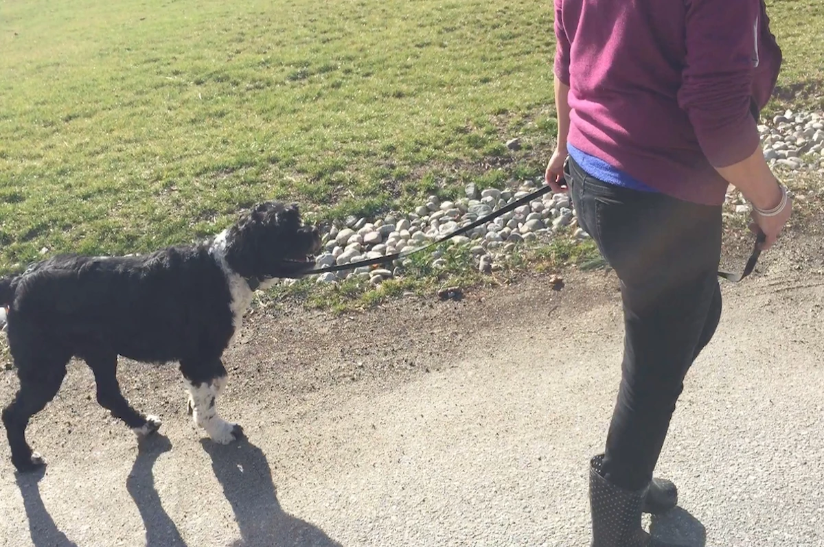 Portugese Water Dog and owner practicing follow in in-home dog training session