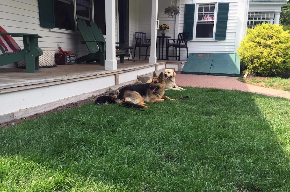 Dog practicing the 'follow' command during in-home training session in Rhode Island