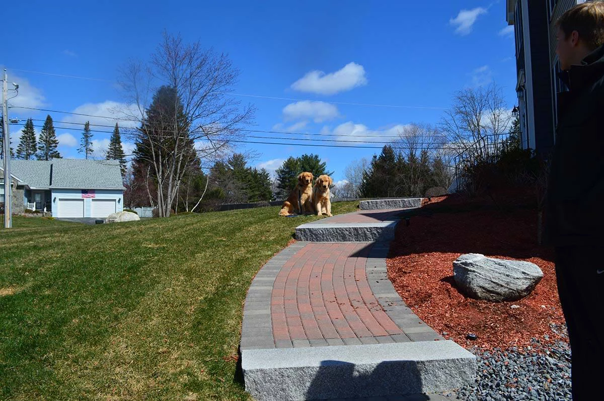 Two golden retrievers in a sit-stay during an In home dog training session in Massachusetts
