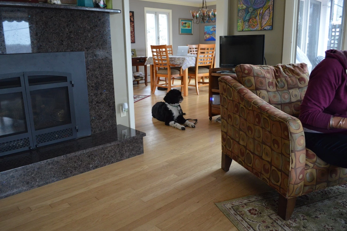 In Home Dog Training with a peaceful Portugese Water Dog