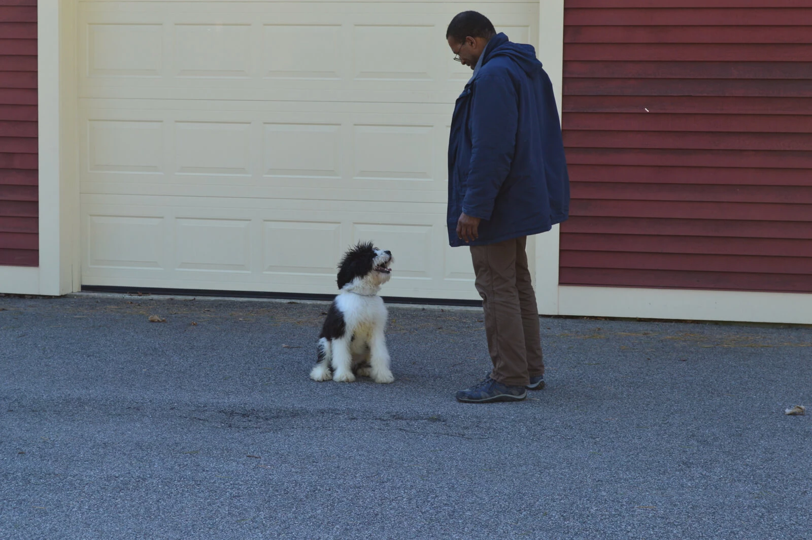 Shawn Hines working with a happy bernadoodle pup during a board and train session at Best Buddy Dog Training
