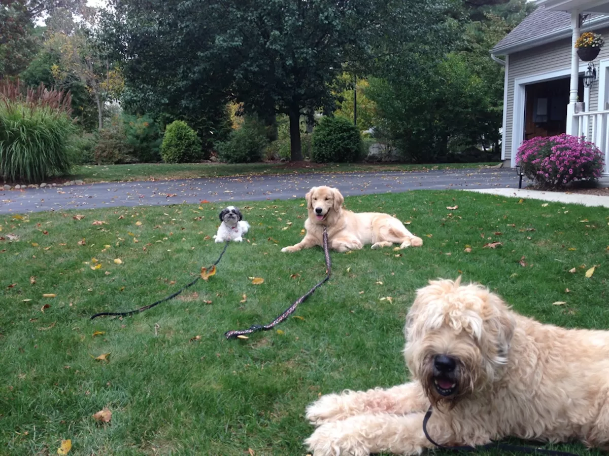 Three dogs in a down-stay on a lawn during an in home dog training session in Cumberland, Rhode Island