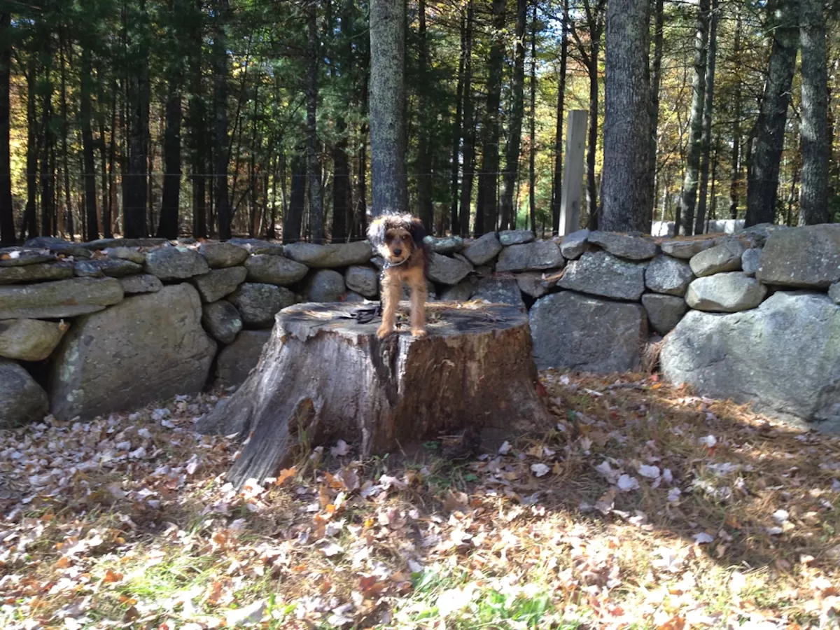 Dog showing a stand-stay on a tree stump in Cumberland, RI