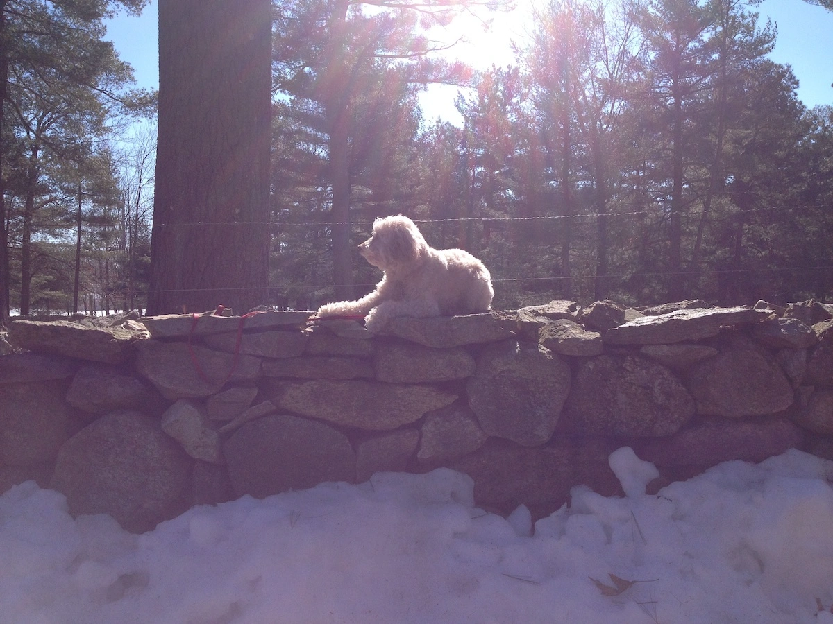 Two golden retrievers in a sit-stay during an In home dog training session in Barrington, RI