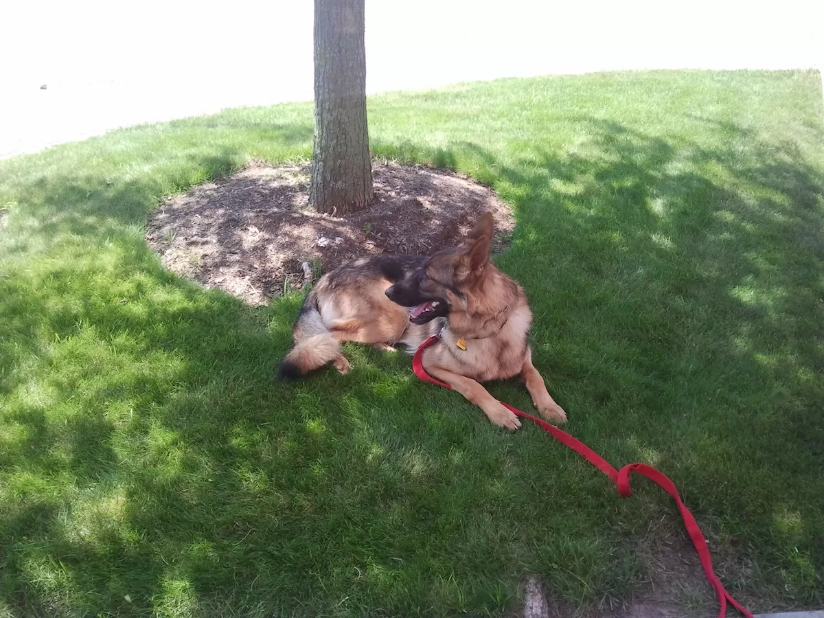 German Shepherd lying in the ggrass during an in home dog training session in Boston