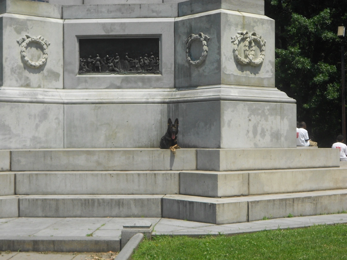 German Shepherd doing a distant down-stay at Boston Commons in Boston Massachusetts