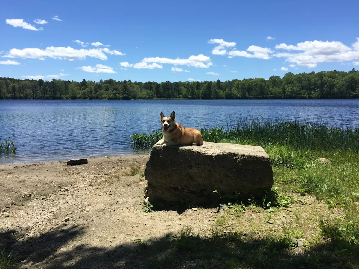 A dog following on command during an in home dog training session in Connecticut