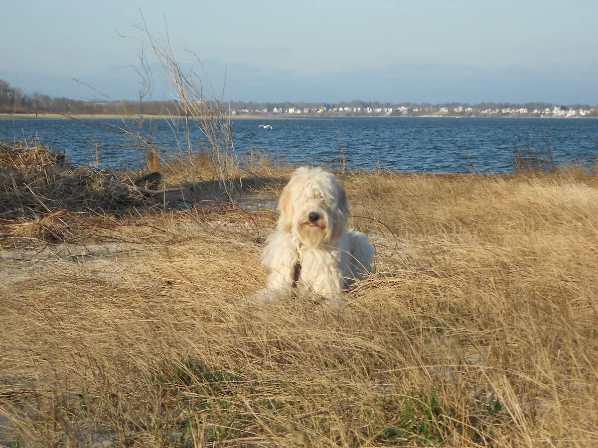 A large sheep-dog in a down-stay near water during an In home dog training session in Bridgeport