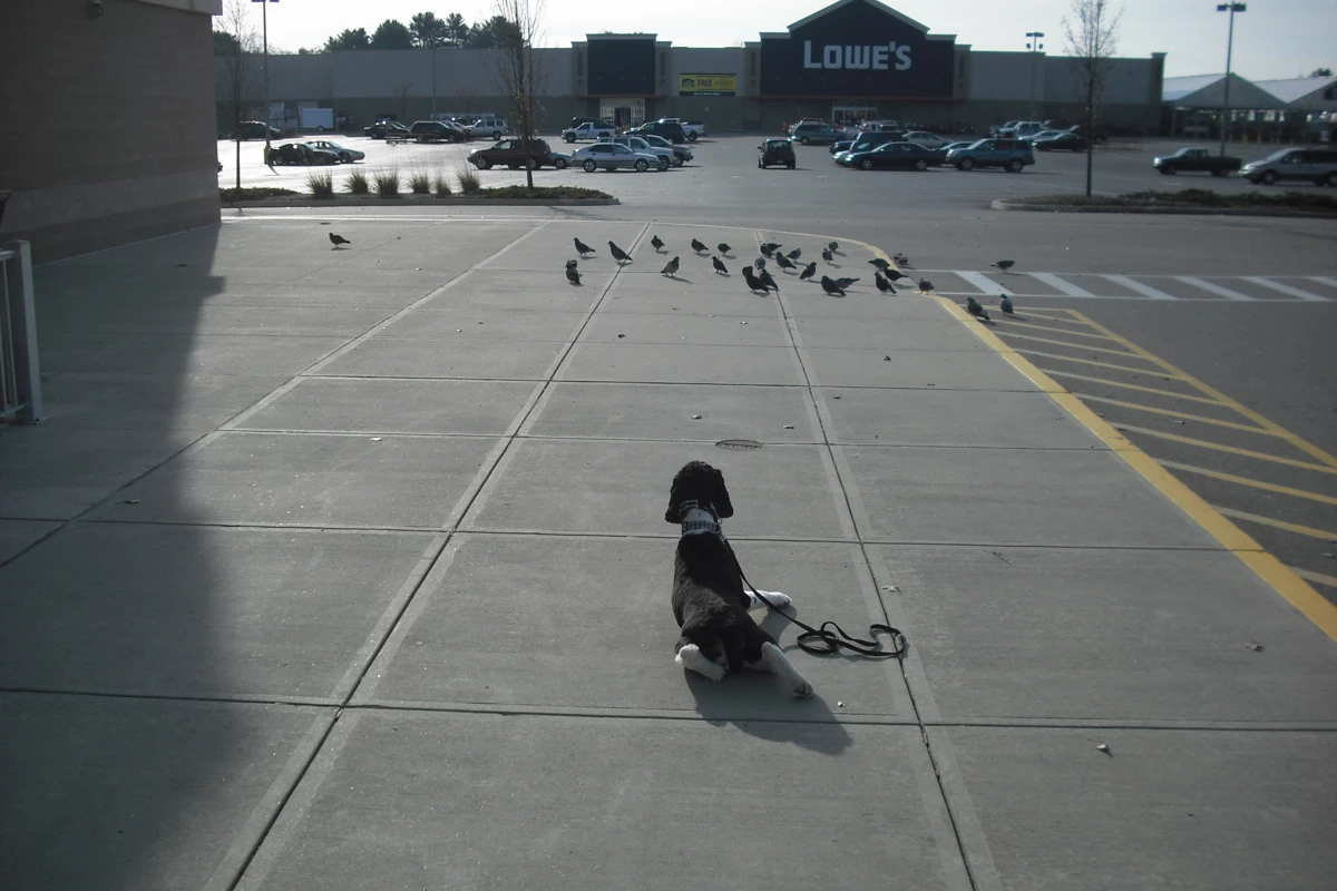 Springer Spaniel in a pet store parking lot watching a flock of birds during a training session with Shawn Hines, Owner of Best Buddy Dog Training