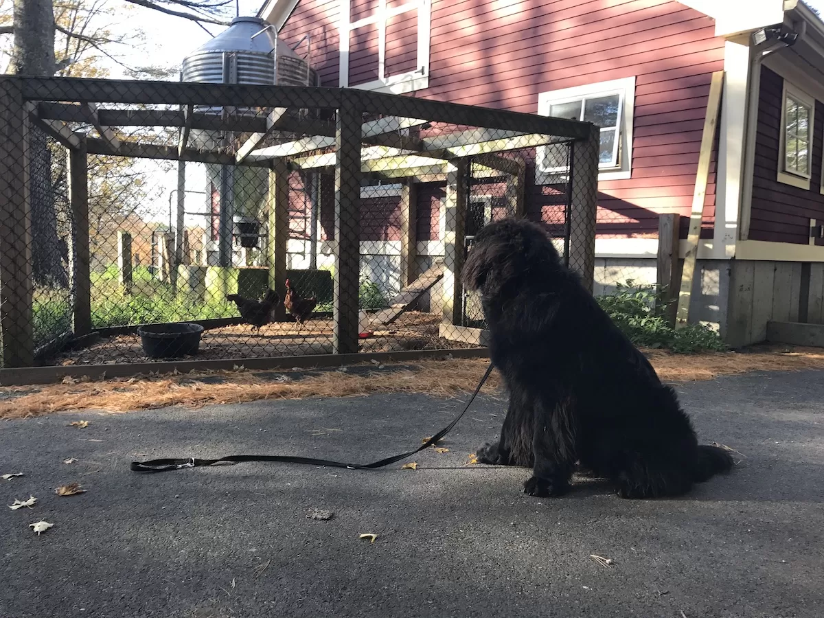 Dog watching chickens in a coop during board-and-train in Connecticut