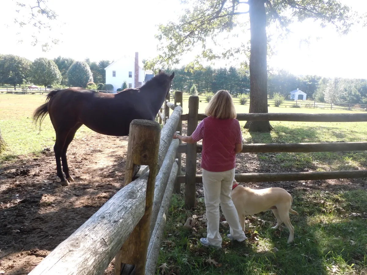 Introducing a dog to a horse during an in-home-dog training session