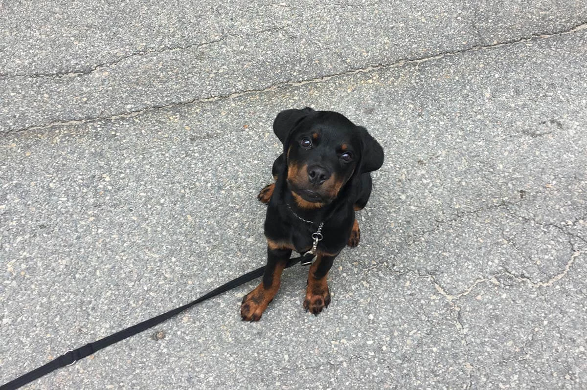 Rottweiler puppy looking up at the camera during a training session with Shawn Hines, Owner of Best Buddy Dog Training